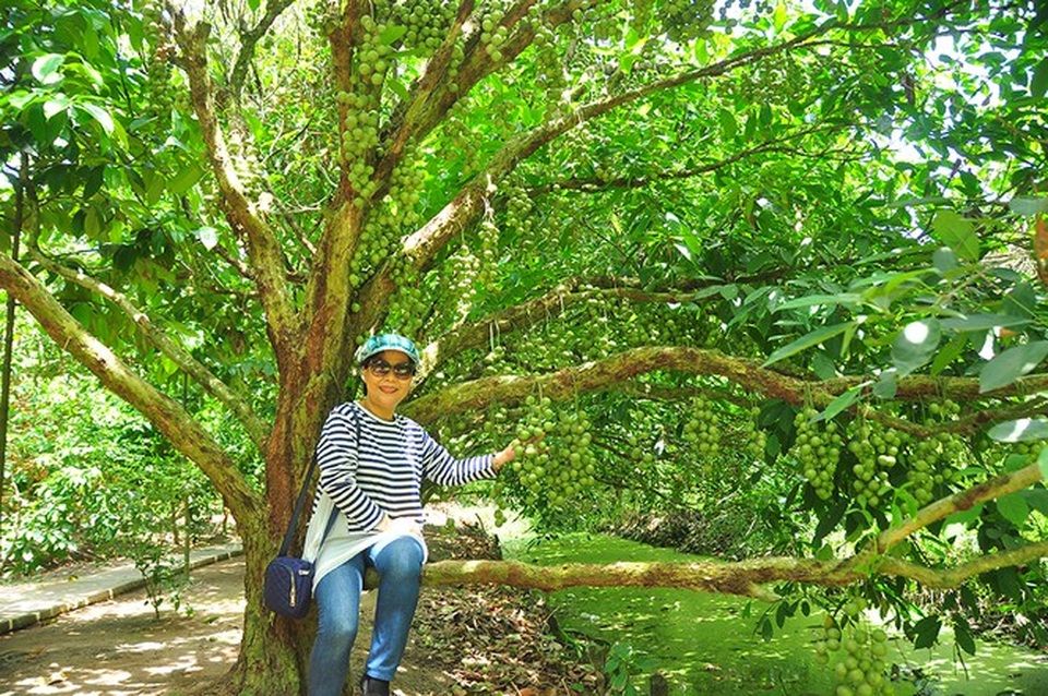 Đã mắt với vườn dâu trái từ gốc đến ngọn ở miền Tây - 9 Đã mắt với vườn dâu trái từ gốc đến ngọn ở miền Tây - 9