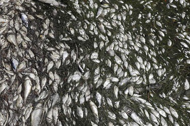 Mỹ: Thủy triều đỏ khiến 300 tấn cá phơi xác