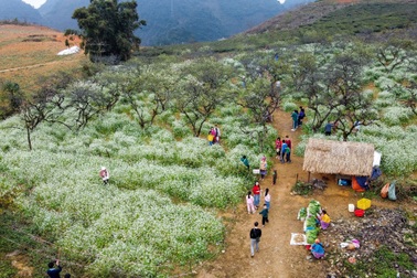 Gieo hạt "vu vơ" ở vườn mận, chủ vườn Sơn La kiếm tiền triệu mỗi ngày