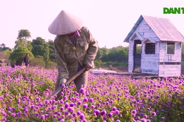 Cánh đồng hoa cúc bách nhật tím lịm như trời Âu ở Hà Nội