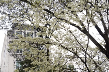 Hà Nội vào mùa hoa sưa trắng