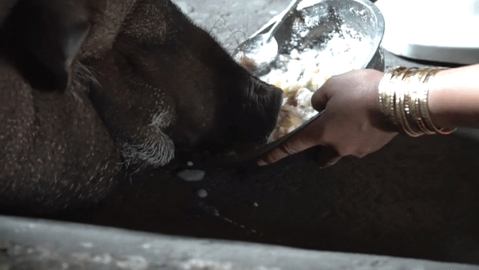 Gia đình ở Sài Gòn nuôi lợn rừng nặng 200kg làm thú cưng lên báo nước ngoài - 3 Gia đình ở Sài Gòn nuôi lợn rừng nặng 200kg làm thú cưng lên báo nước ngoài - 3
