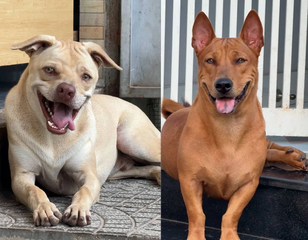 Cô gái Đồng Nai và đàn thú cưng chó méo miệng, mèo hướng nội gây sốt mạng - 1 Cô gái Đồng Nai và đàn thú cưng chó méo miệng, mèo hướng nội gây sốt mạng - 1