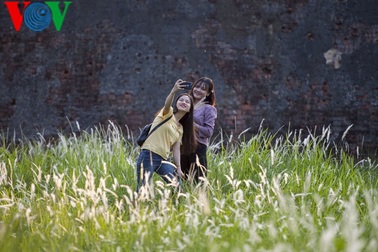 Thơ mộng điểm check in cỏ lau giữa Cố Đô Huế