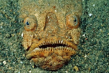 Cá mặt quỷ độc nhất thế giới bỗng xuất hiện ở bãi tắm đông người