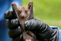 Thông tin cần biết về virus khiến 8 người tử vong sau khi dự đám tang