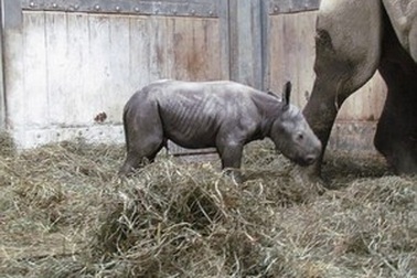 Khoảnh khác hiếm thấy tê giác đen sinh con trong vườn thú