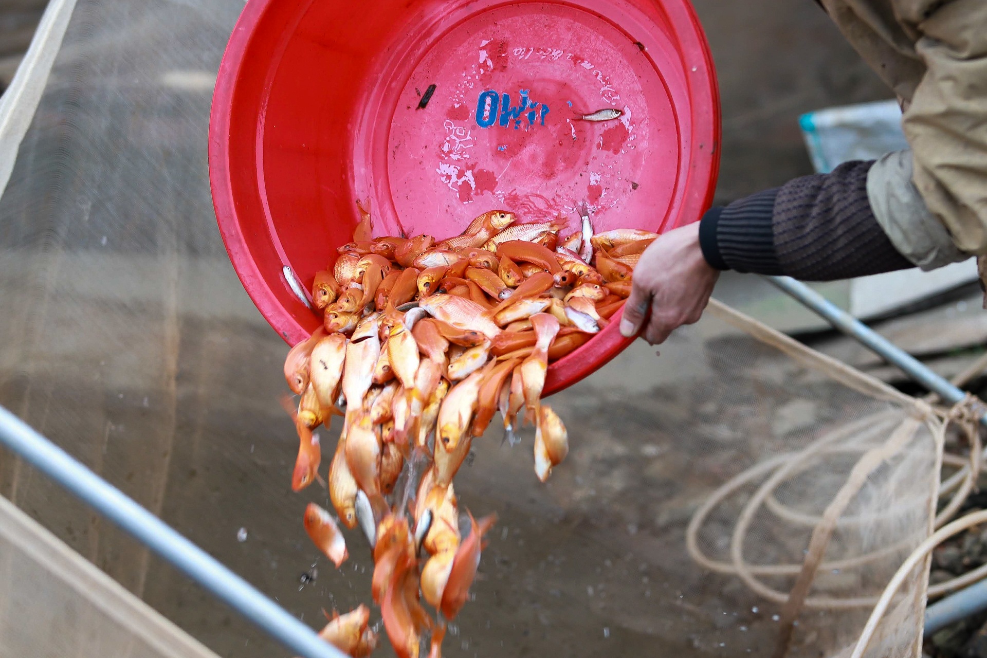 Làng nghề sản xuất phương tiện cho ông Công, ông Táo hối hả thu hoạch - 12