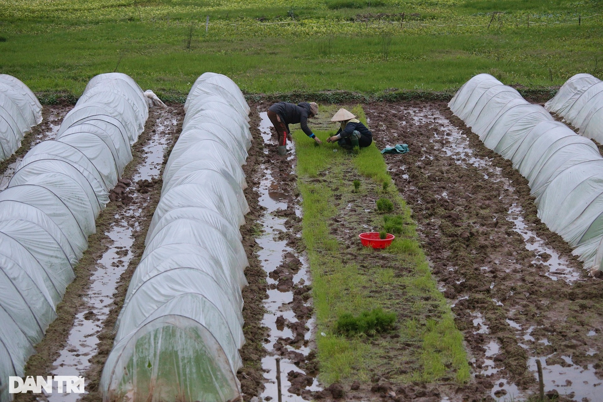 Nông dân ngoại thành bì bõm lội ruộng cấy lúa trong giá rét thấu xương - 14
