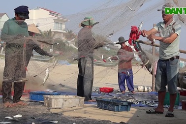 Trúng đậm cá trích, ngư dân Quảng Nam bỏ túi bạc triệu mỗi ngày
