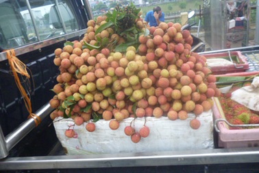 Vải thiều bán buôn tại cửa khẩu quốc tế Lào Cai chỉ có 9.000 đồng/kg