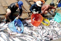 Mỹ giảm thuế chống bán phá giá cá tra