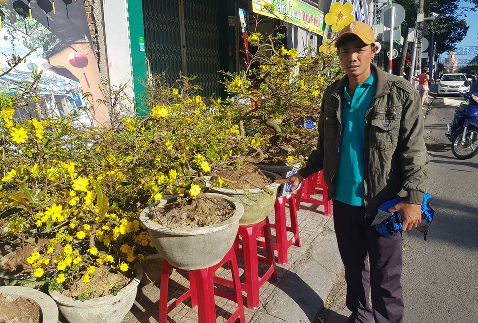 Khánh Hòa: Mai vàng An Nhơn “ngóng” khách, người mua ít người xem nhiều - 2 Khánh Hòa: Mai vàng An Nhơn “ngóng” khách, người mua ít người xem nhiều - 2