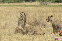 Linh dương lang chiến đấu ngoan cường với sư tử dù không còn sức di chuyển