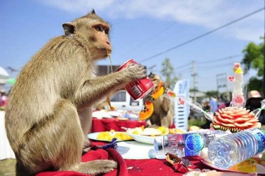 Đại tiệc của những chú khỉ trong lễ hội buffet ở Thái Lan