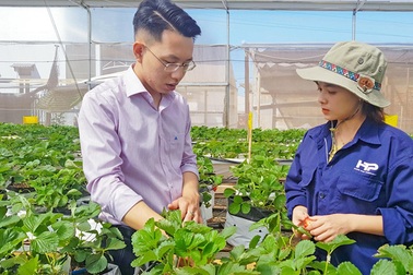 Liều trồng dâu tây trên đất cà phê, chàng kỹ sư trẻ thu tiền to