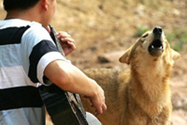 Chó sói biết hát