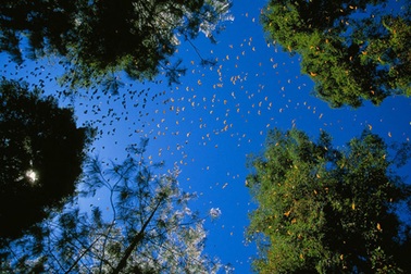 Tài nguyên thiên nhiên đã cạn kiệt đến mức báo động