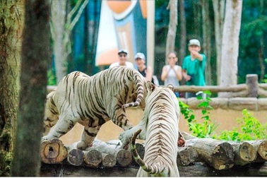 Nghỉ dưỡng 5 sao trọn gói cho cả nhà tại Vinpearl chỉ từ 22,6 triệu đồng