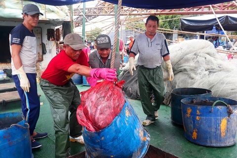 Hàng trăm tàu cá ngư dân miền Trung hối hả bán cá “chạy” bão