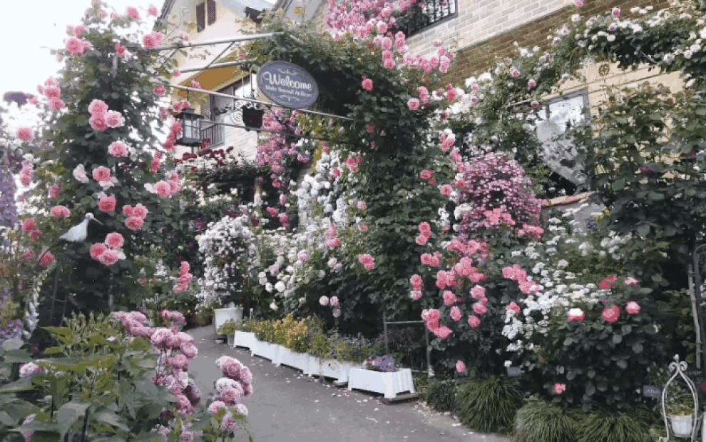 Vườn hồng khủng hơn 150 gốc của người đàn ông đam mê trồng hoa - 1