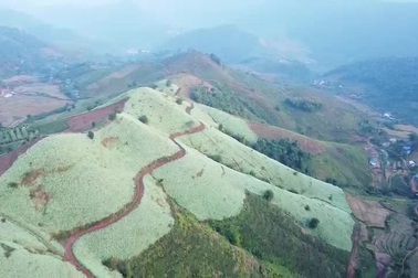 Đồi hoa cải đẹp nên thơ ở Mộc Châu