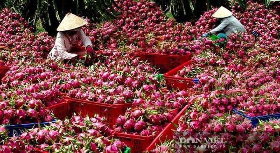 Giá nhãn, giá thanh long chỉ bằng bó rau muống, bán 3 tấn được 10 triệu đồng, nông dân suy sụp - 5 Giá nhãn, giá thanh long chỉ bằng bó rau muống, bán 3 tấn được 10 triệu đồng, nông dân suy sụp - 5