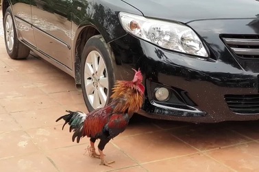 Chết cười với “thủ phạm bất ngờ” của một màn... phá hoại tài sản