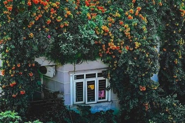 Ngôi nhà Hà Nội bên ngoài phủ hoa, trên sân thượng lung linh sắc màu