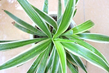 Trồng cây dây nhện làm cảnh mà sạch nhà