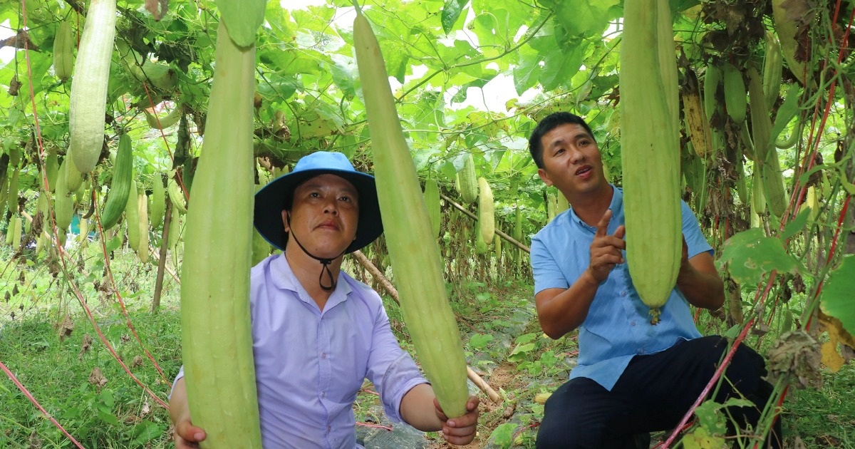 View - Trồng mướp, "treo" quả thật già, nông dân được đặt mua cả vườn | Báo Dân trí