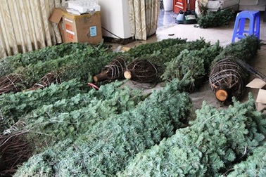 Thông tươi chơi Noel, 30 triệu đồng/cây trưng mấy hôm rồi làm củi