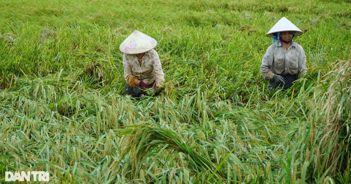 Nông dân nhìn trời... khóc hậu bão Yagi - 7