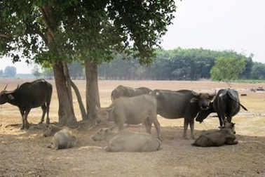Công viên Sài Gòn Safari: UBND TPHCM giao chủ đầu tư không đủ năng lực?