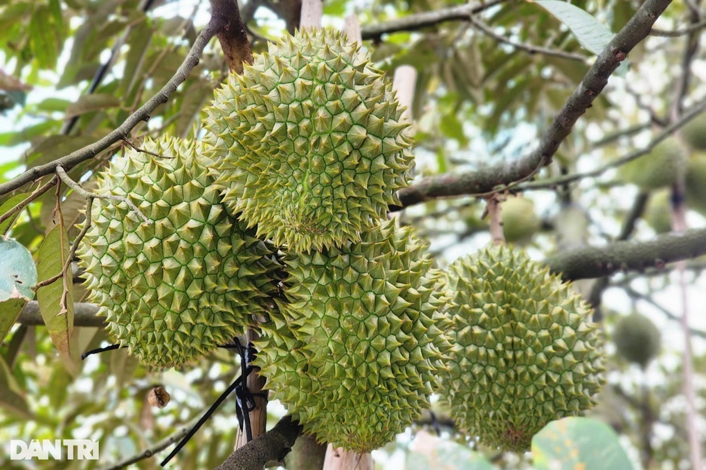 Customs Department: Prioritize immediate customs clearance for exported durian - 1 Cục Hải quan: Ưu tiên thực hiện thông quan ngay sầu riêng xuất khẩu - 1
