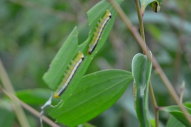Sâu “lạ” ồ ạt tấn công hàng trăm ha tràm Úc