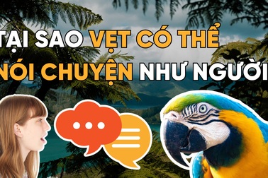 Tại sao vẹt có thể nói chuyện như loài người?