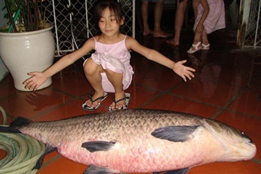 Cá trắm đen khổng lồ hiếm có: Mỗi lần xuất hiện gây xôn xao