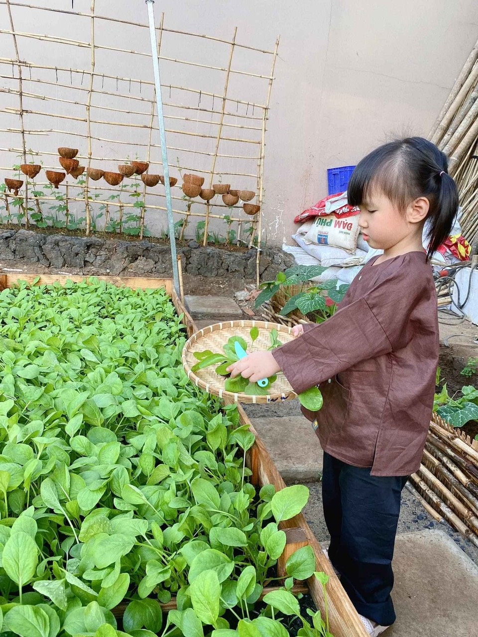 Bỏ 50 triệu đồng cải tạo vườn chuối thành khu sinh thái trong mơ - 12 Bỏ 50 triệu đồng cải tạo vườn chuối thành khu sinh thái trong mơ - 12