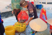 Bắt giữ 4 đối tượng cân sai hơn 3 tấn tôm của nông dân