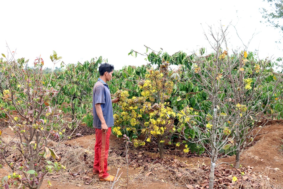 Gia Lai: Cận Tết, người Jrai rộn ràng kiếm tiền từ rừng mai vàng - 7 Gia Lai: Cận Tết, người Jrai rộn ràng kiếm tiền từ rừng mai vàng - 7