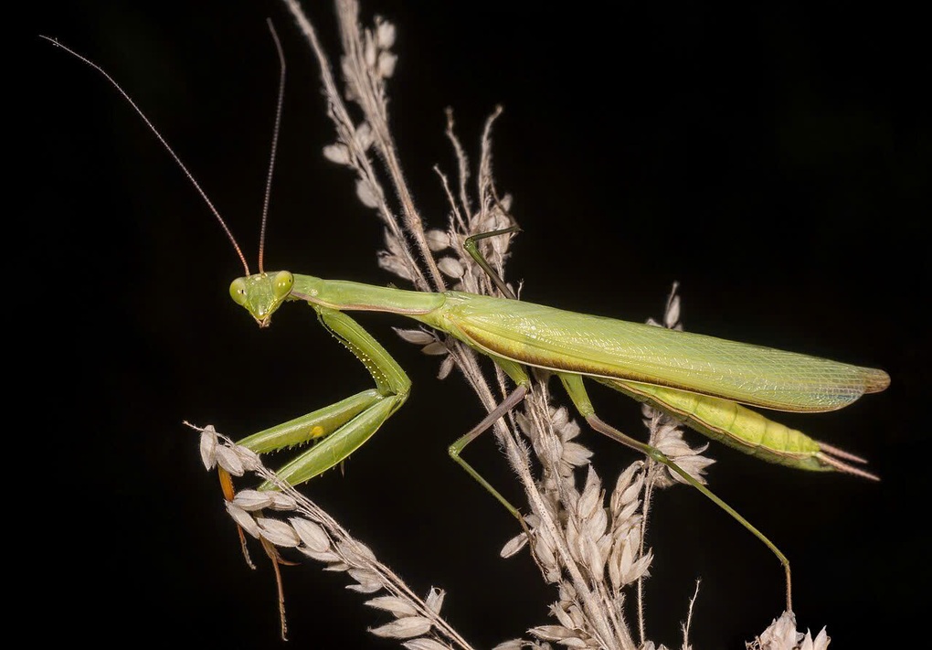 Generatie Alpha kent deze 5 insecten die deel uitmaakten van de kindertijd van hun ouders misschien niet - 4 Gen Alpha có thể không biết 5 loài côn trùng từng là tuổi thơ của cha mẹ - 4