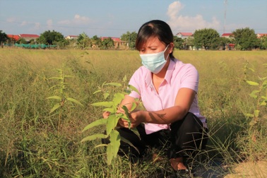 "Bén duyên" trồng dược liệu chưng cất tinh dầu, U40 thu tiền tỷ mỗi năm