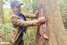 Già làng và câu chuyện bảo vệ "báu vật" nơi đại ngàn