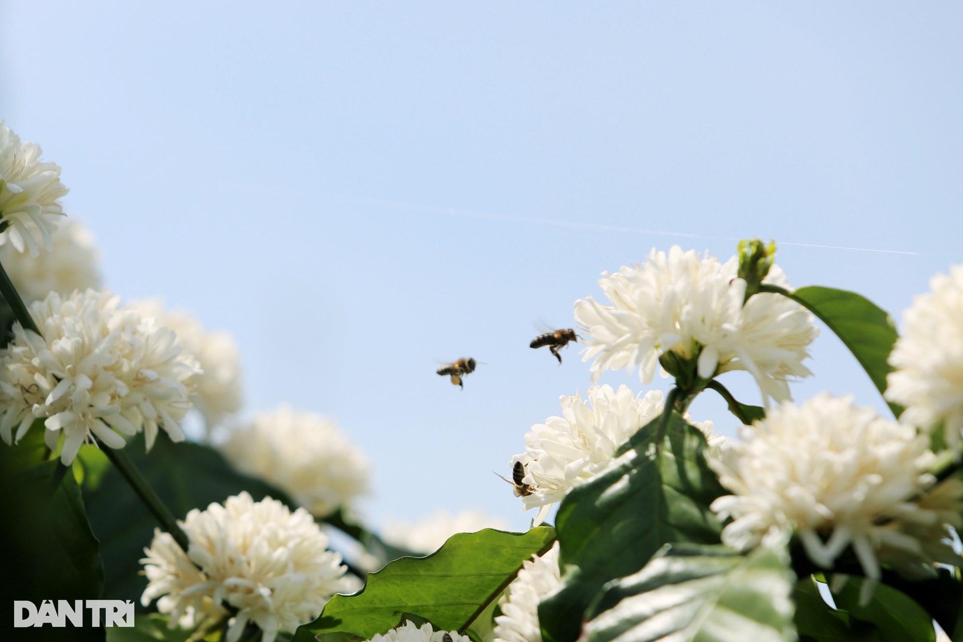 Mùa mật ong sớm ở Tây Nguyên - 3