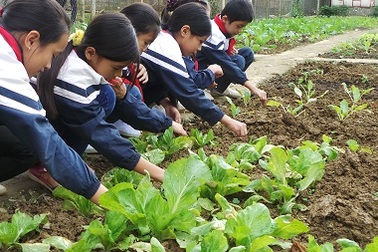 Dấu ấn đặc biệt về mô hình "trường học - nông trại"