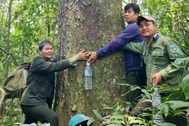 Phát hiện quần thể kim giao cổ thụ lớn như "cột chống trời" ở Gia Lai