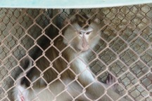 Người đàn ông bỏ tiền mua động vật quý hiếm rồi giao nộp kiểm lâm