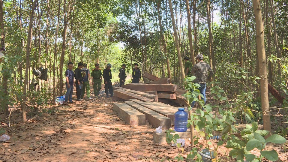 Khởi tố nguyên giám đốc công ty lâm nghiệp để mất rừng - 1 Khởi tố nguyên giám đốc công ty lâm nghiệp để mất rừng - 1