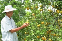 Lão nông với bí quyết giúp vườn quýt "chết đi sống lại", cho năng suất cao